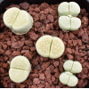 C349A - Plant